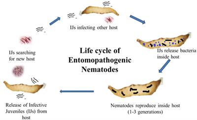 Heterorhabditis and Photorhabdus Symbiosis: A Natural Mine of Bioactive Compounds